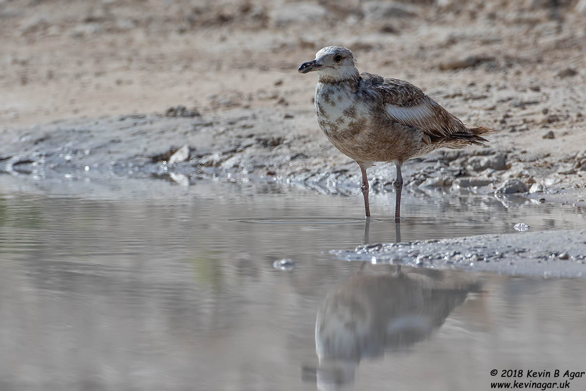 7D2_5376.jpg 7D2_5376.jpg