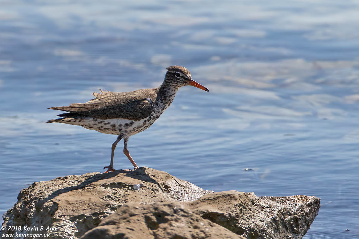 7D2_5393.jpg 7D2_5393.jpg