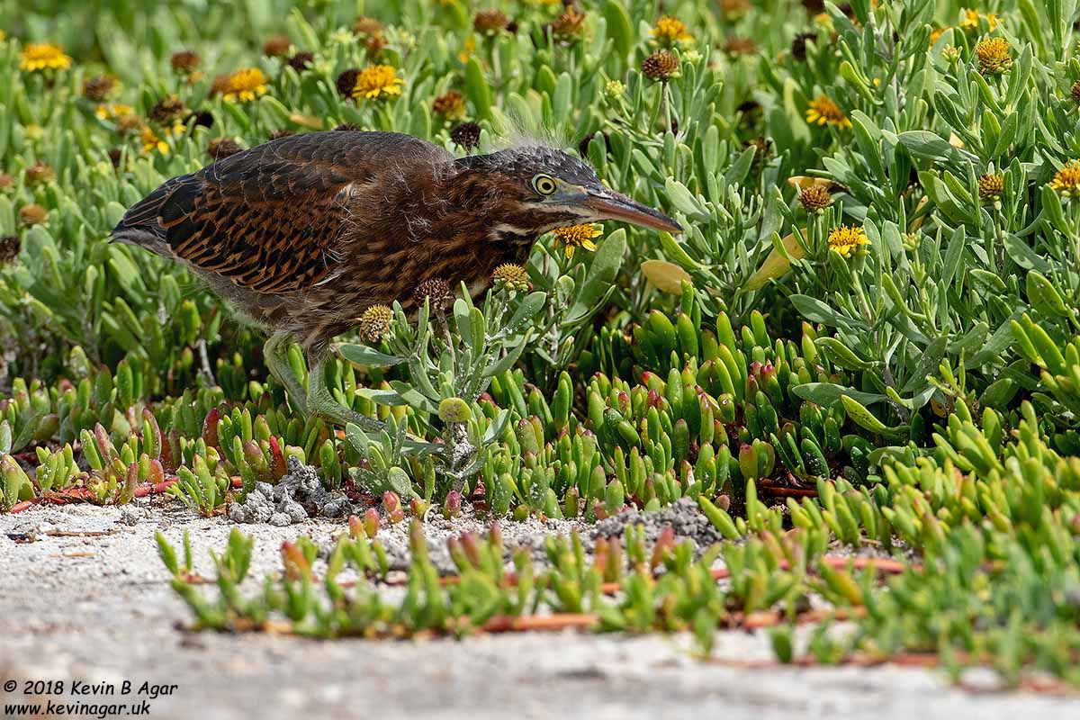 7D2_6115.jpg 7D2_6115.jpg