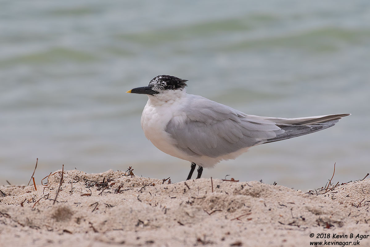 7D2_6133.jpg 7D2_6133.jpg