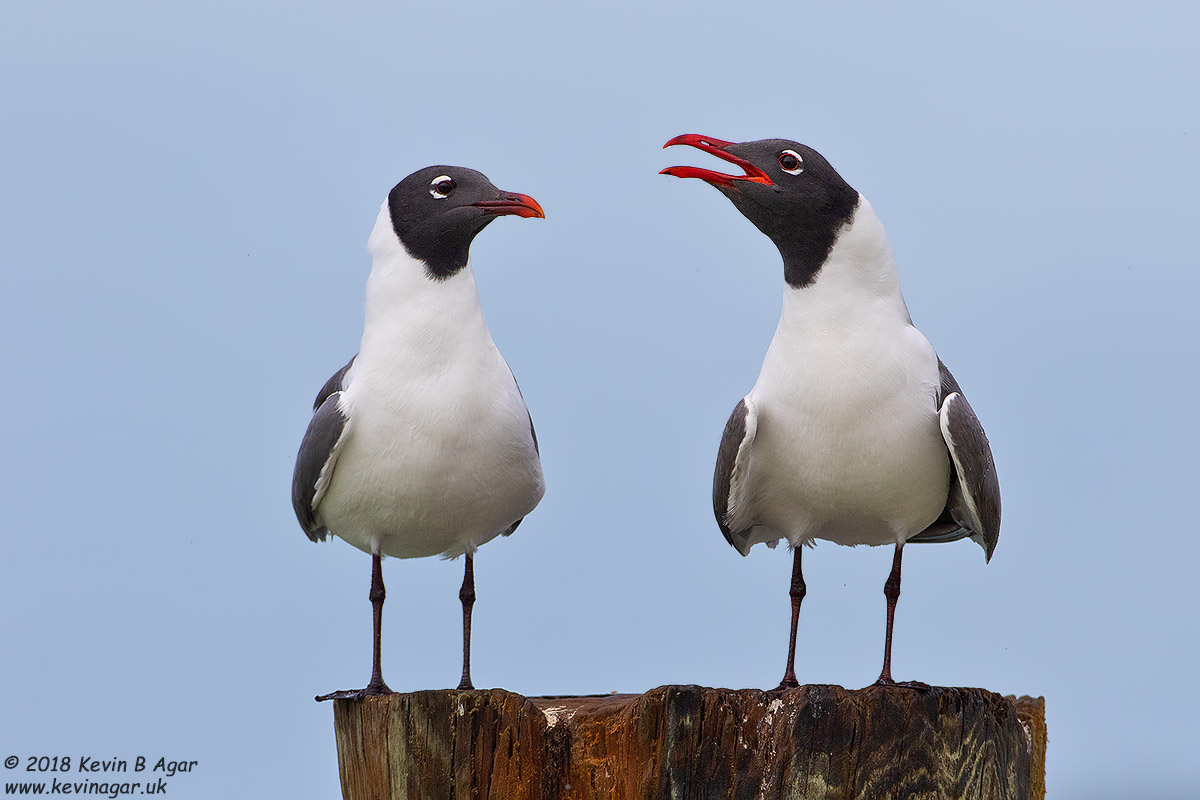 7D2_6218.jpg 7D2_6218.jpg