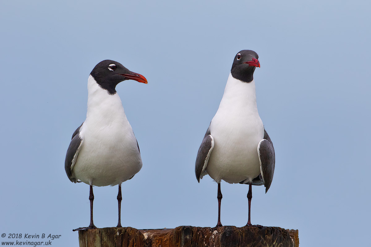 7D2_6227.jpg 7D2_6227.jpg