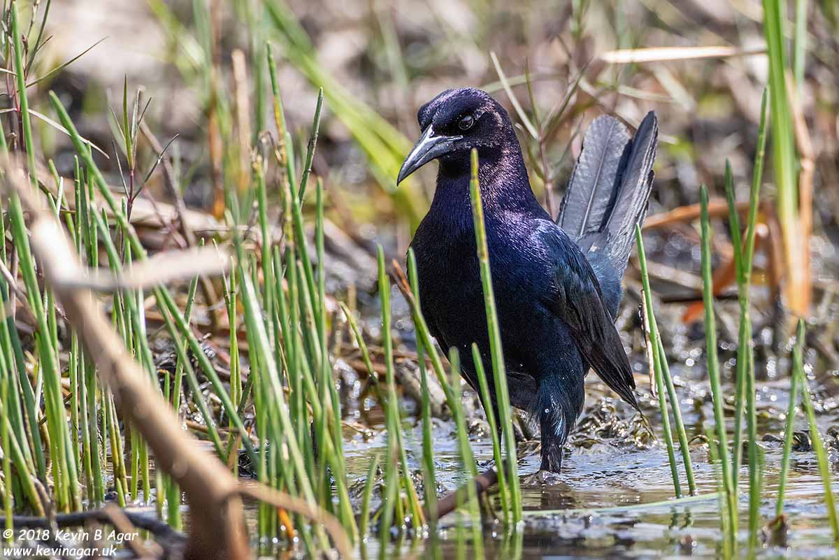 7D2_5621.jpg 7D2_5621.jpg