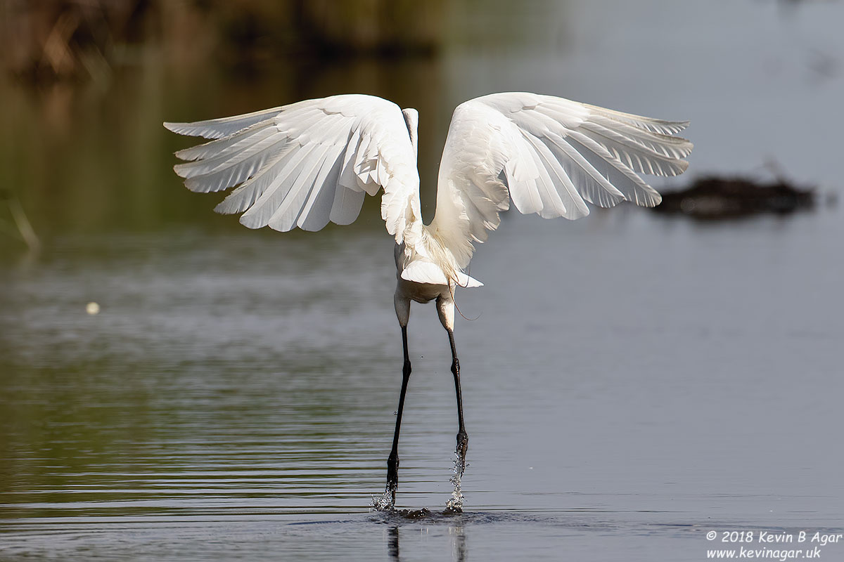 7D2_5640.jpg 7D2_5640.jpg