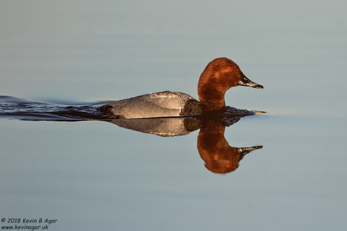 7D2_6564-2.jpg 7D2_6564-2.jpg