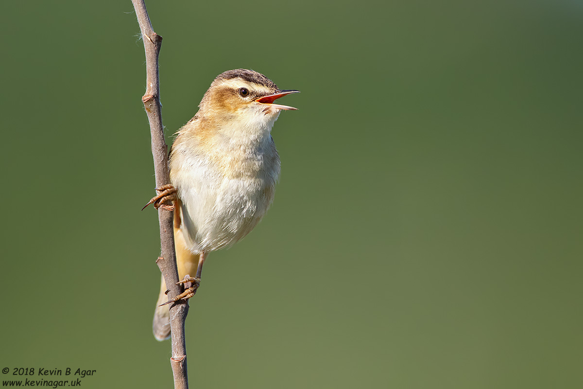 7D2_7010-2.jpg 7D2_7010-2.jpg