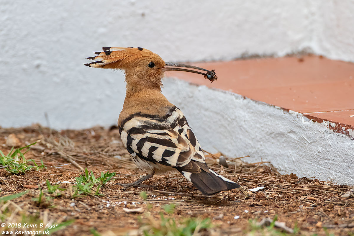 7D2_7918.jpg 7D2_7918.jpg