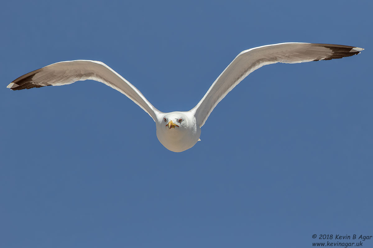 7D2_8043.jpg 7D2_8043.jpg