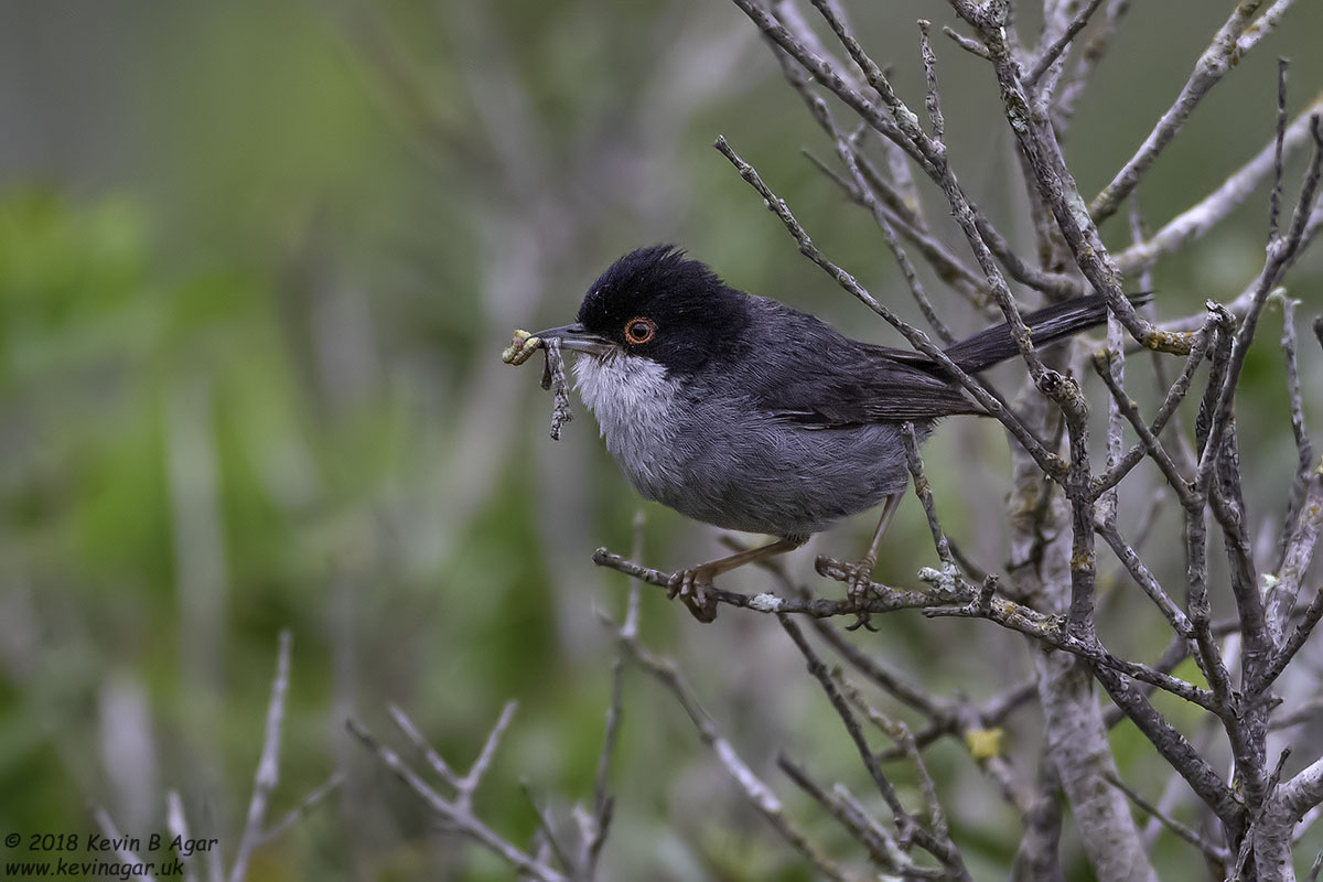 7D2_7923.jpg 7D2_7923.jpg