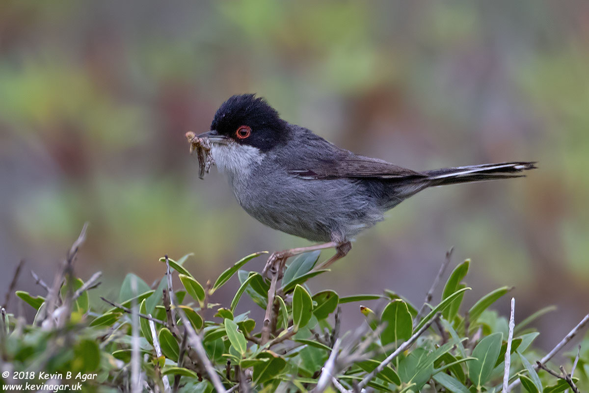 7D2_7939.jpg 7D2_7939.jpg