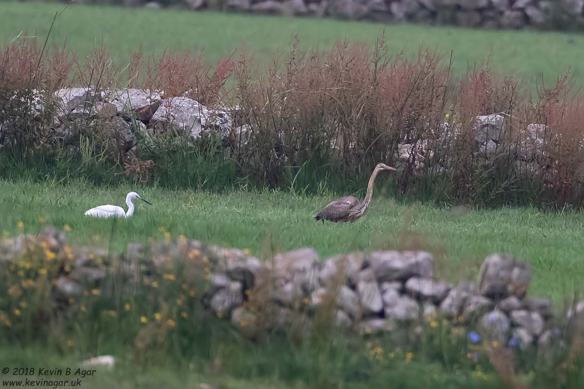 7D2_7945.jpg 7D2_7945.jpg