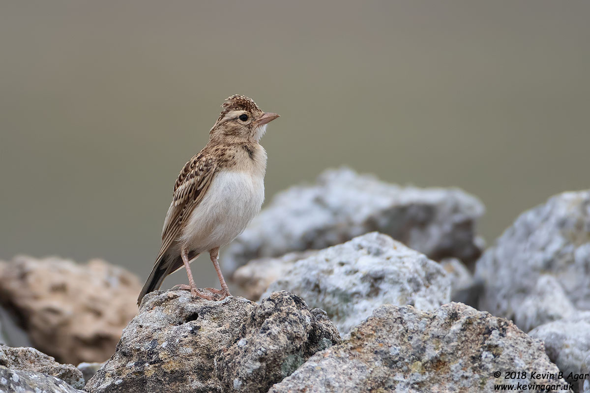 7D2_7953.jpg 7D2_7953.jpg