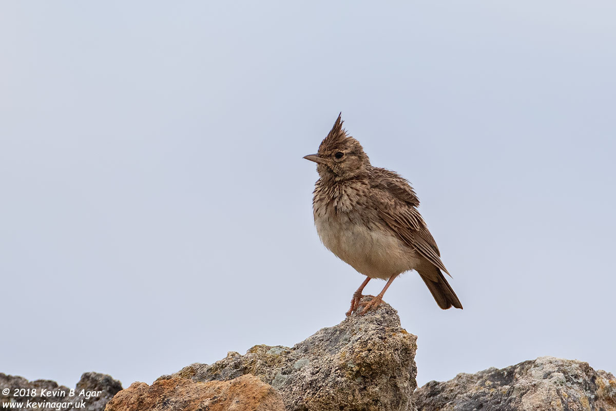 7D2_7966.jpg 7D2_7966.jpg