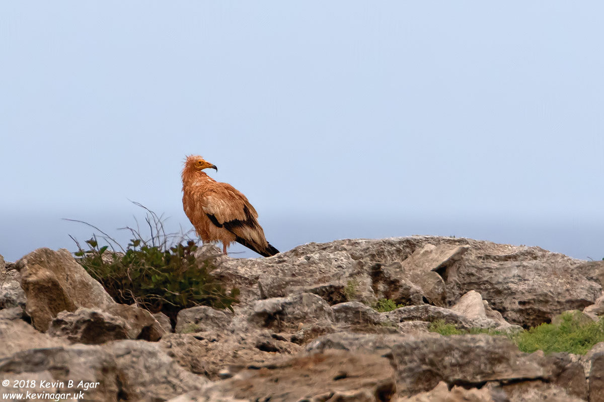 7D2_7979.jpg 7D2_7979.jpg