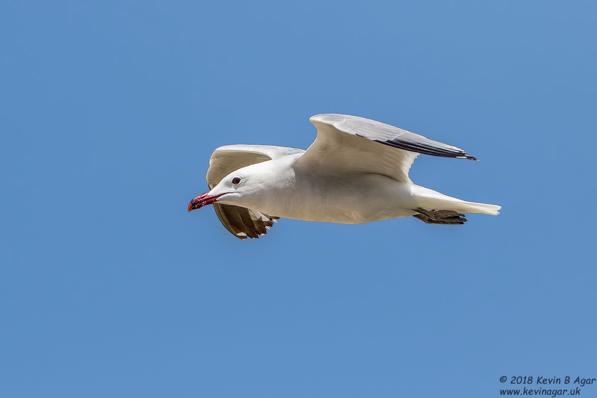 7D2_8014.jpg 7D2_8014.jpg