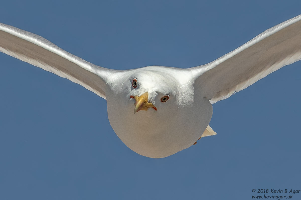 7D2_8045.jpg 7D2_8045.jpg