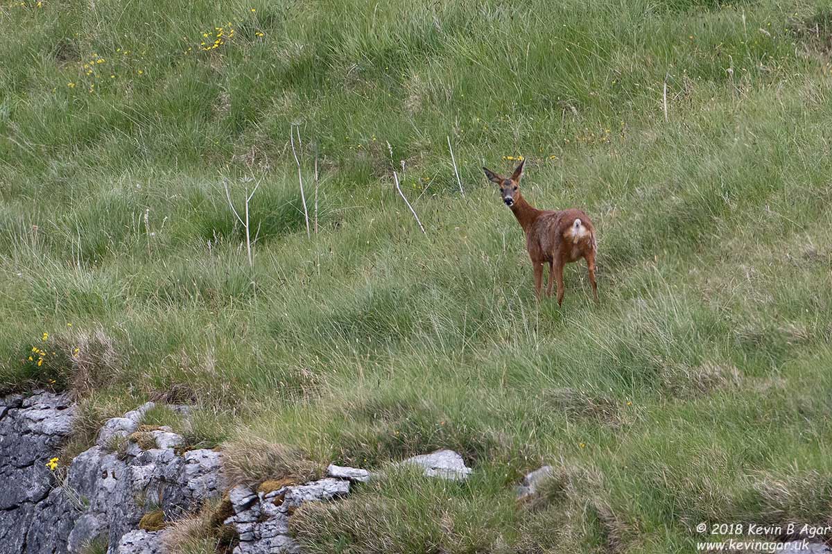 7D2_9255.jpg 7D2_9255.jpg