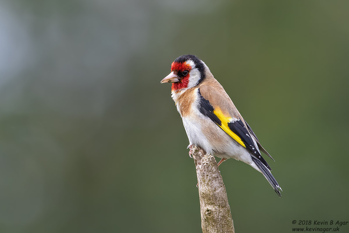 7D2_9314.jpg 7D2_9314.jpg