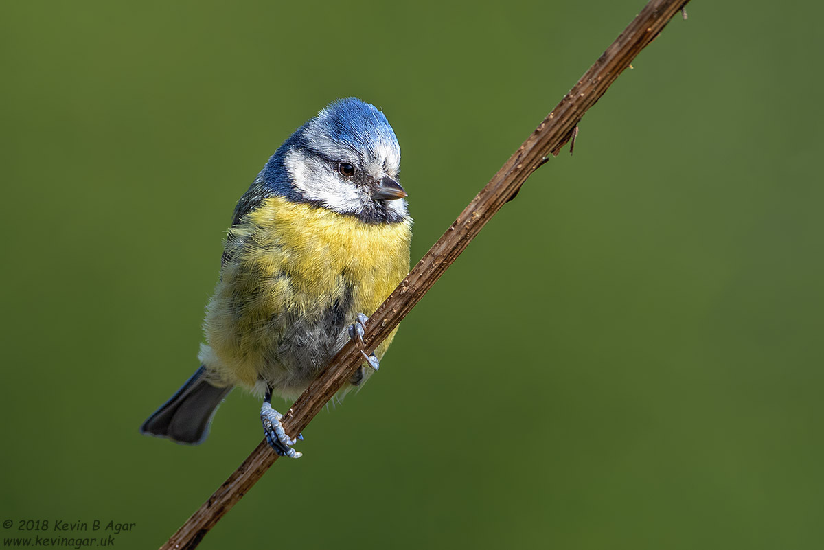 7D2_9319.jpg 7D2_9319.jpg