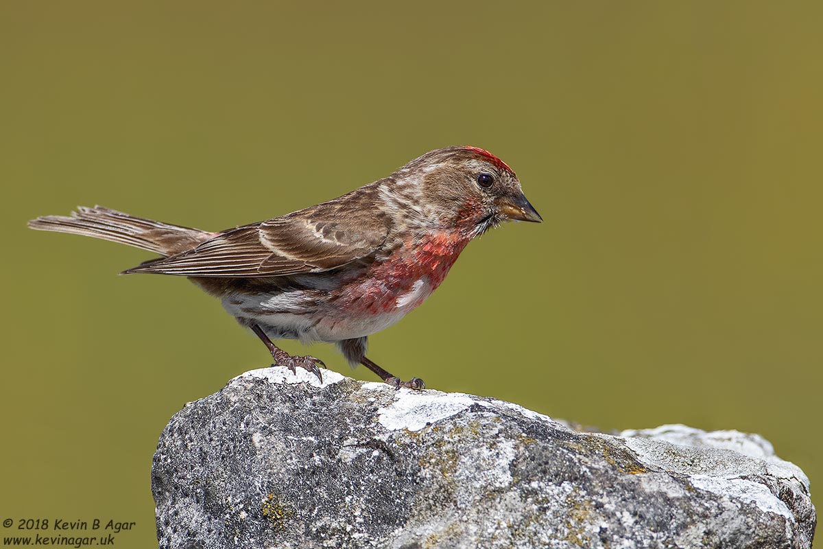 7D2_9380.jpg 7D2_9380.jpg