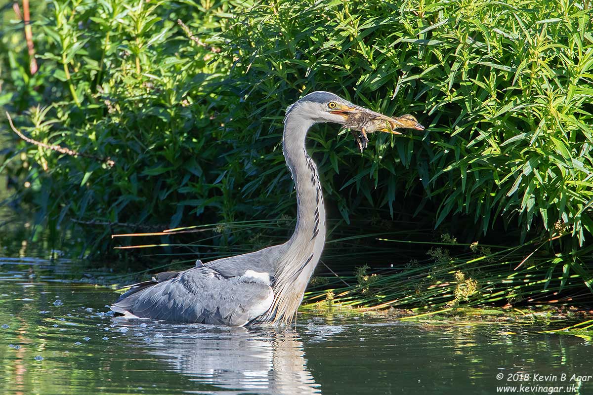 7D2_9581.jpg 7D2_9581.jpg