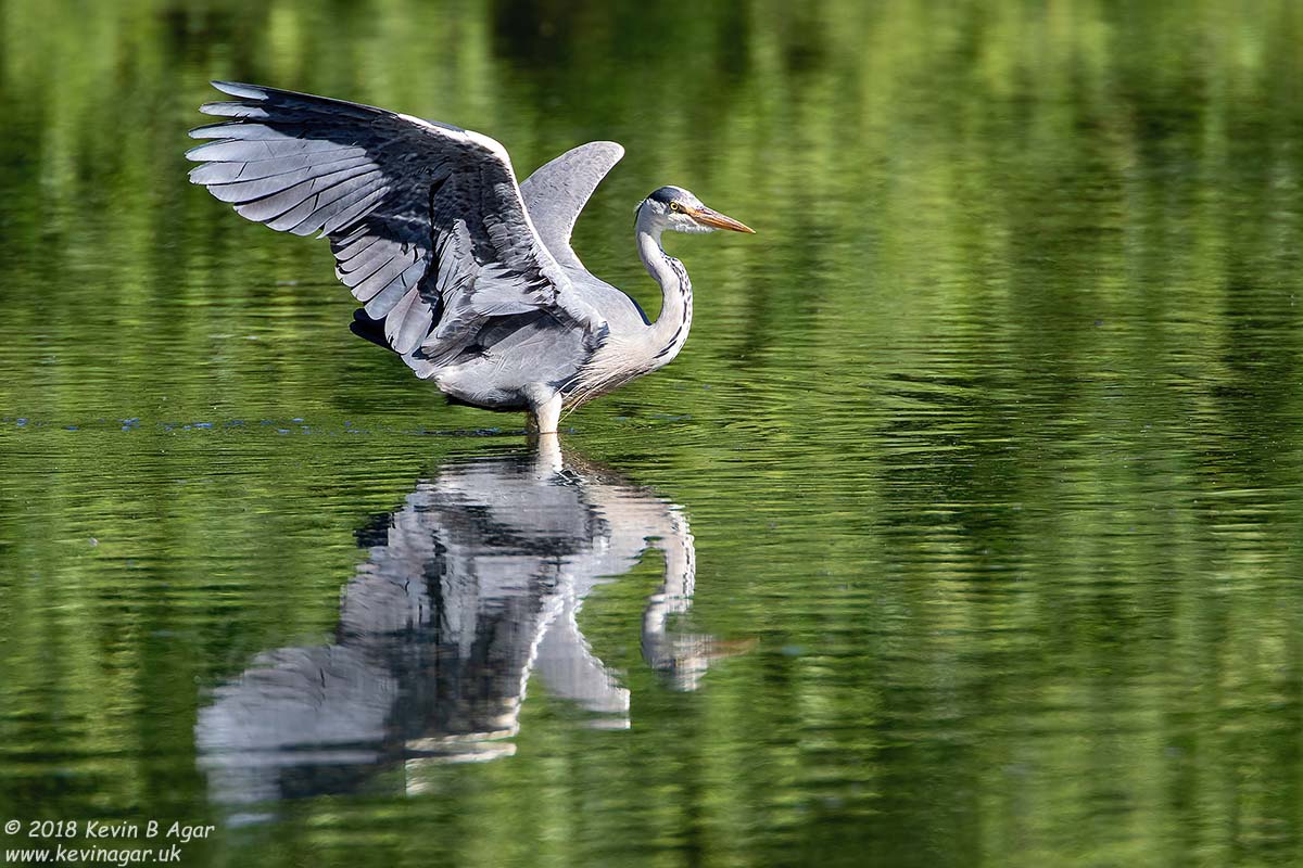 7D2_9593.jpg 7D2_9593.jpg