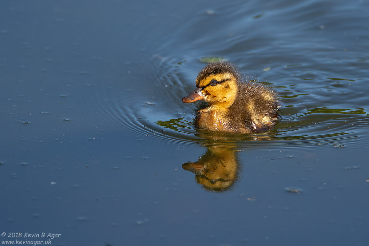 7D2_9681.jpg 7D2_9681.jpg