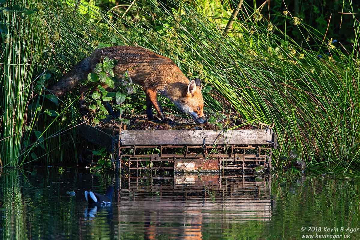 7D2_9472.jpg 7D2_9472.jpg