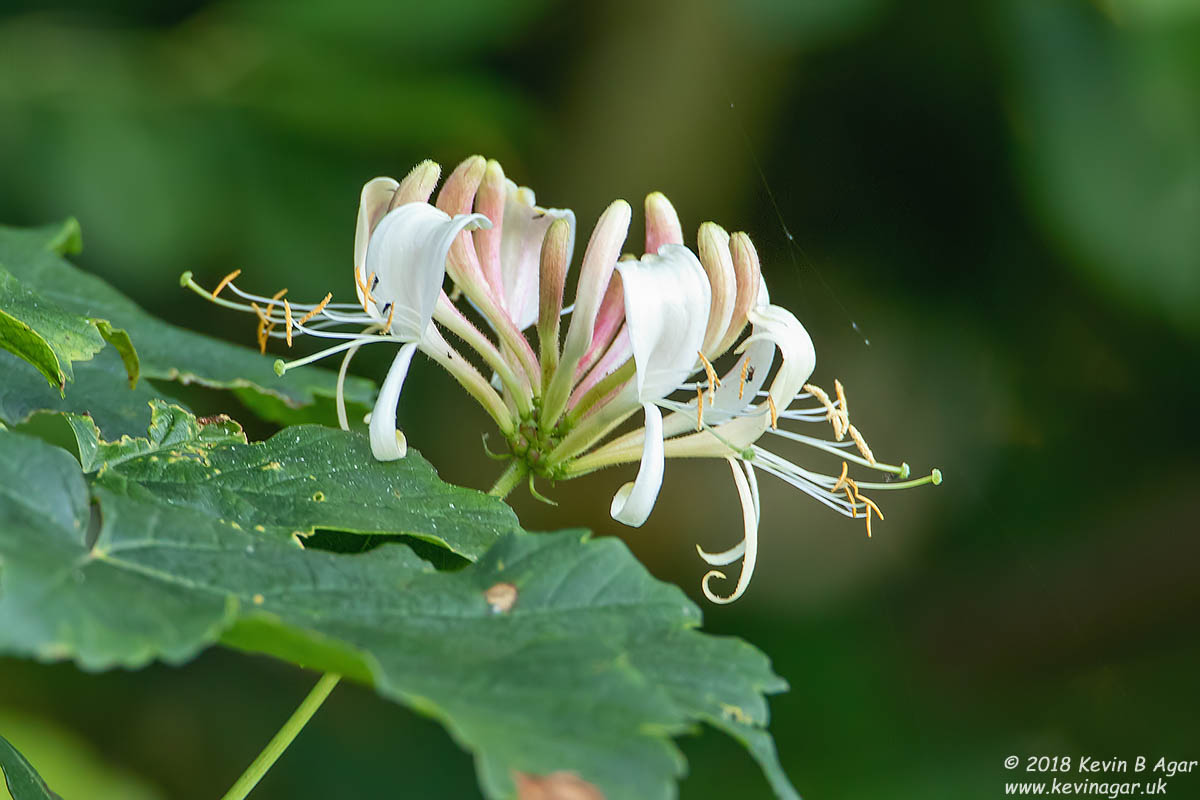 7D2_9470.jpg 7D2_9470.jpg