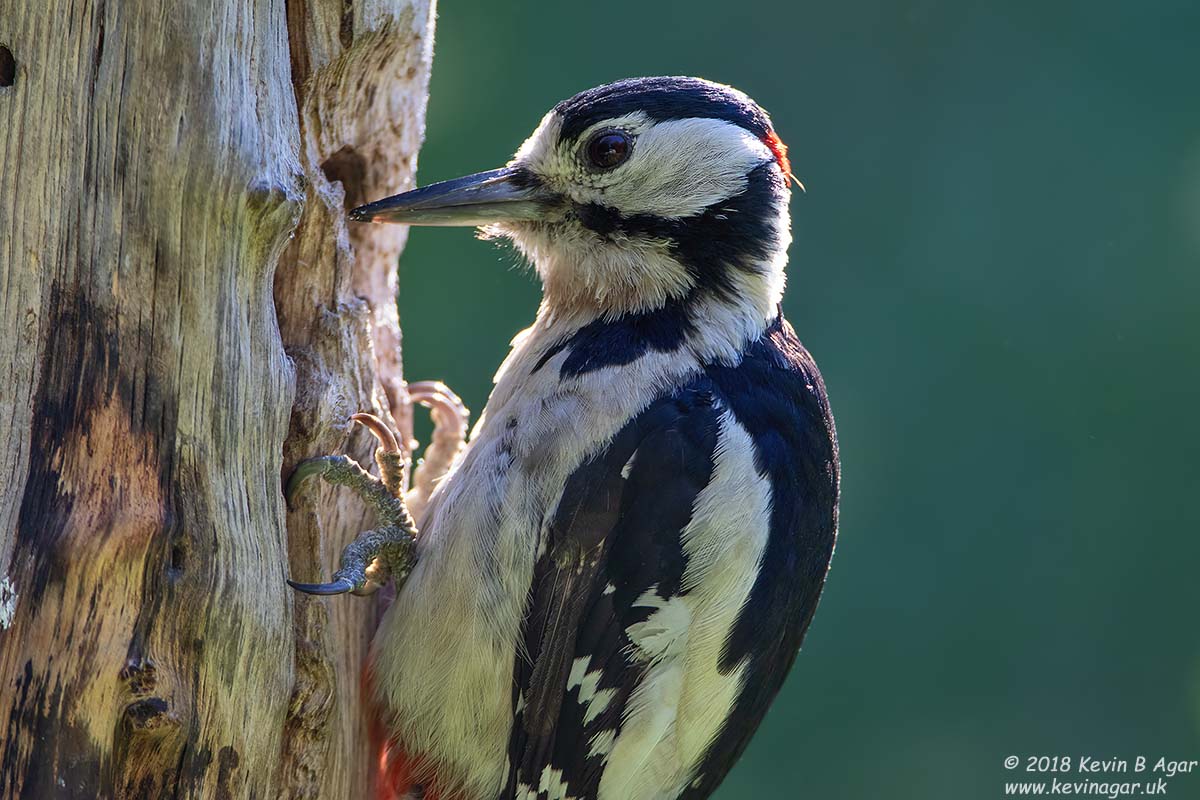 7D2_9490.jpg 7D2_9490.jpg