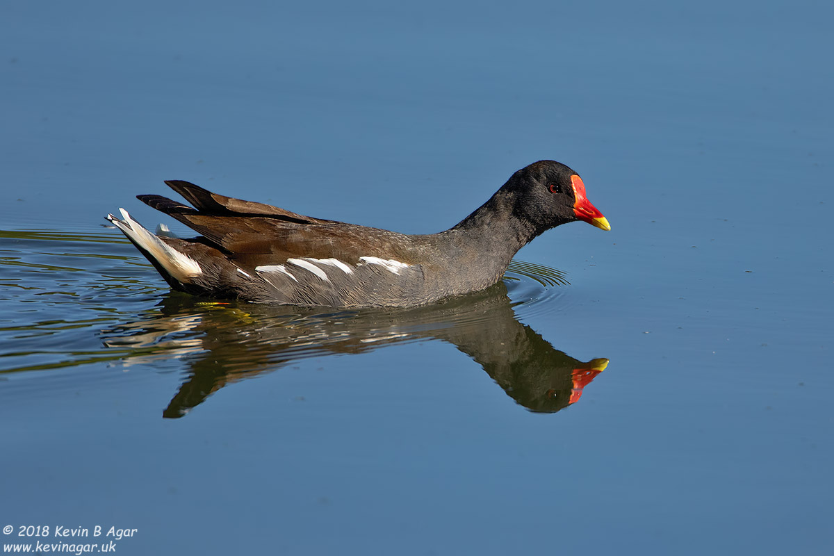 7D2_9574.jpg 7D2_9574.jpg