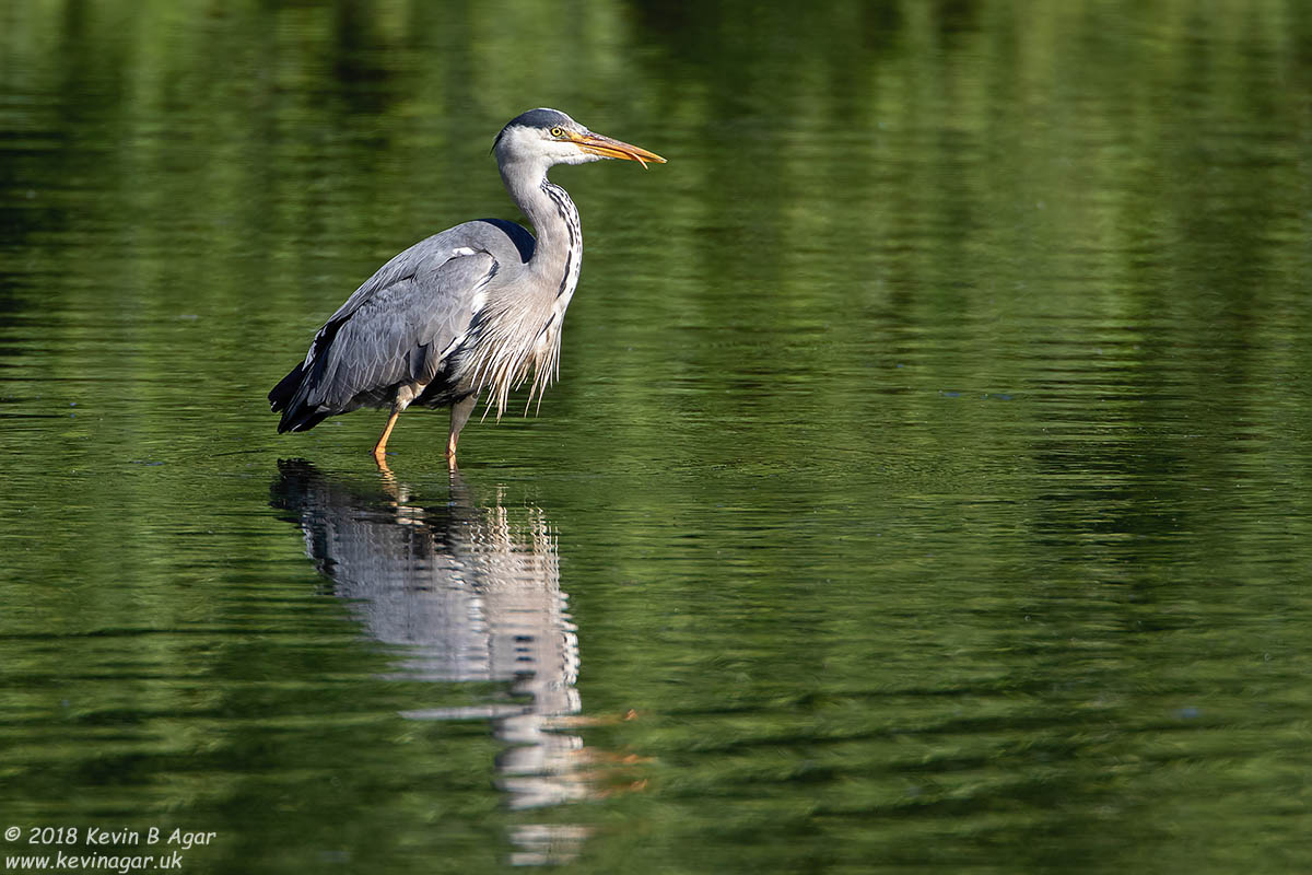 7D2_9633.jpg 7D2_9633.jpg