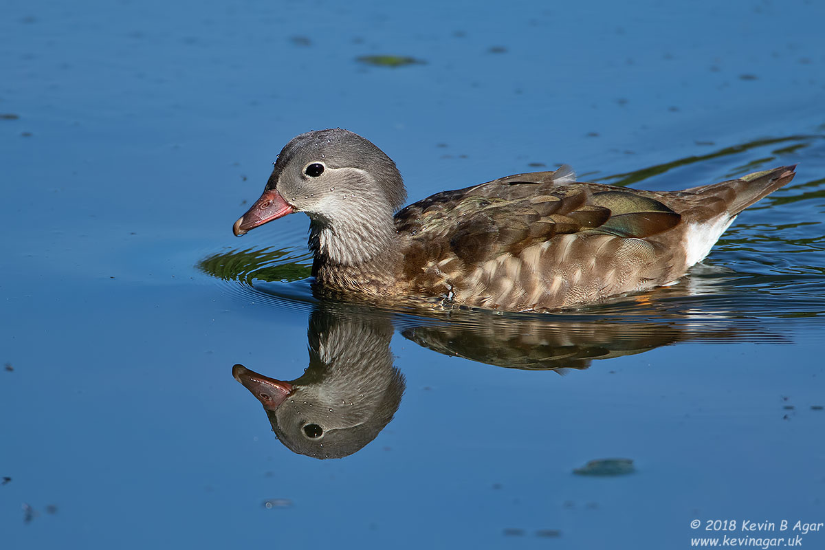 7D2_9664.jpg 7D2_9664.jpg