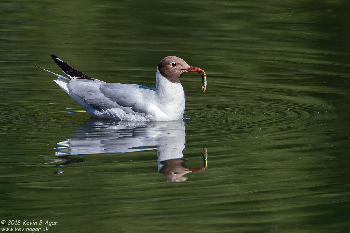 7D2_9688.jpg 7D2_9688.jpg