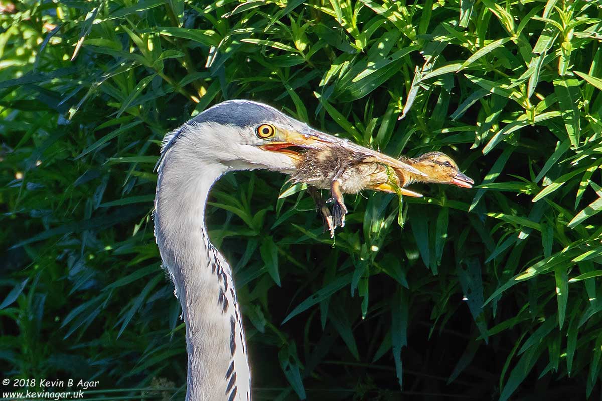 7D2_9581b.jpg 7D2_9581b.jpg