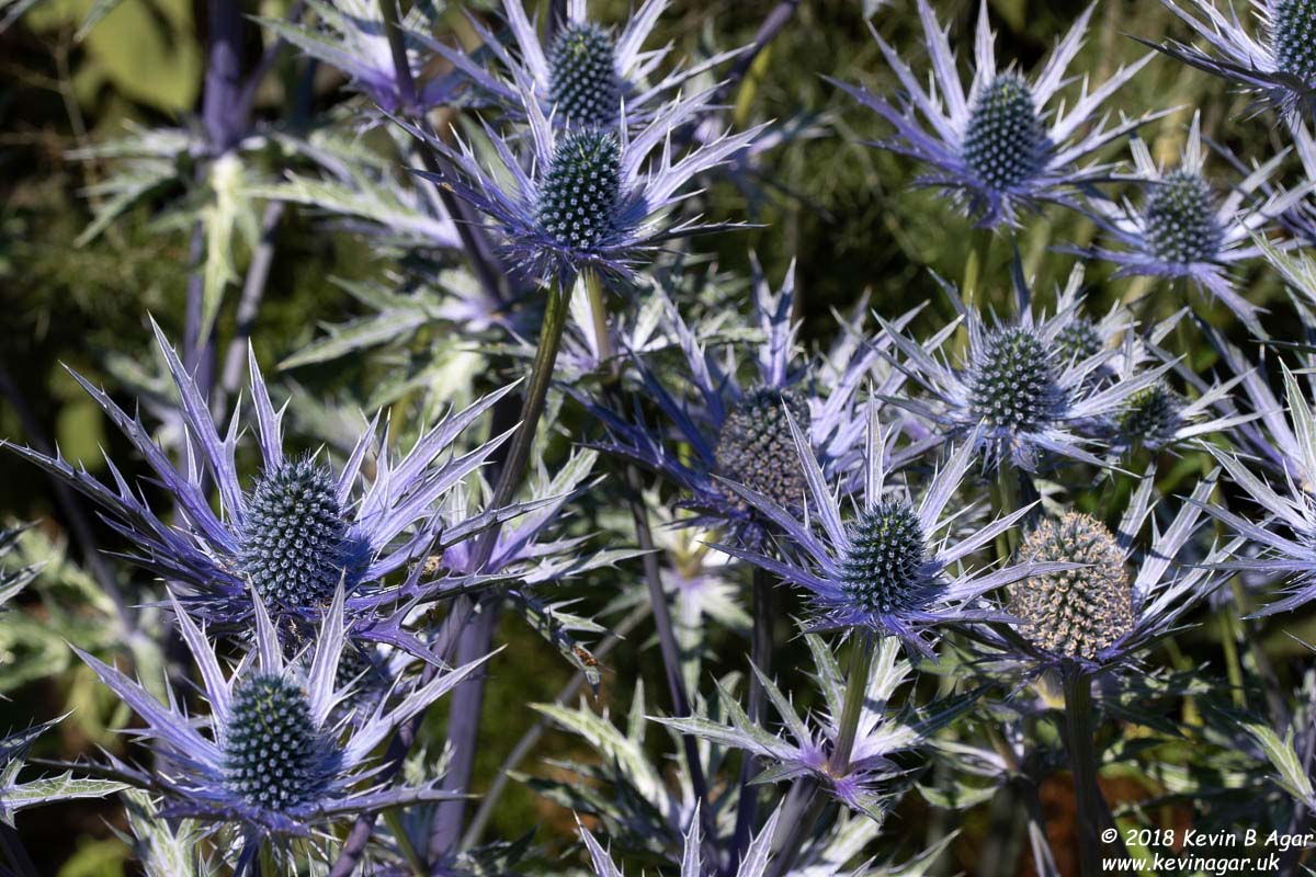 7D2_9708.jpg 7D2_9708.jpg