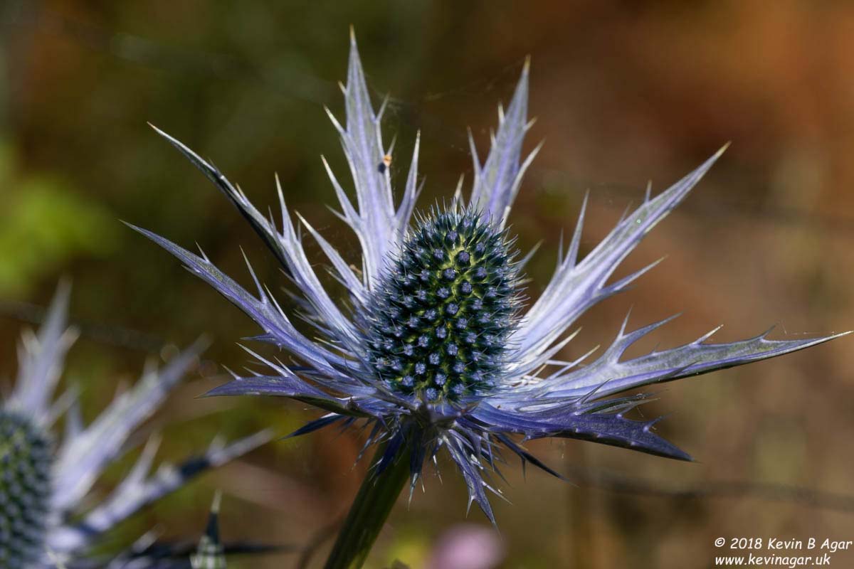 7D2_9709.jpg 7D2_9709.jpg