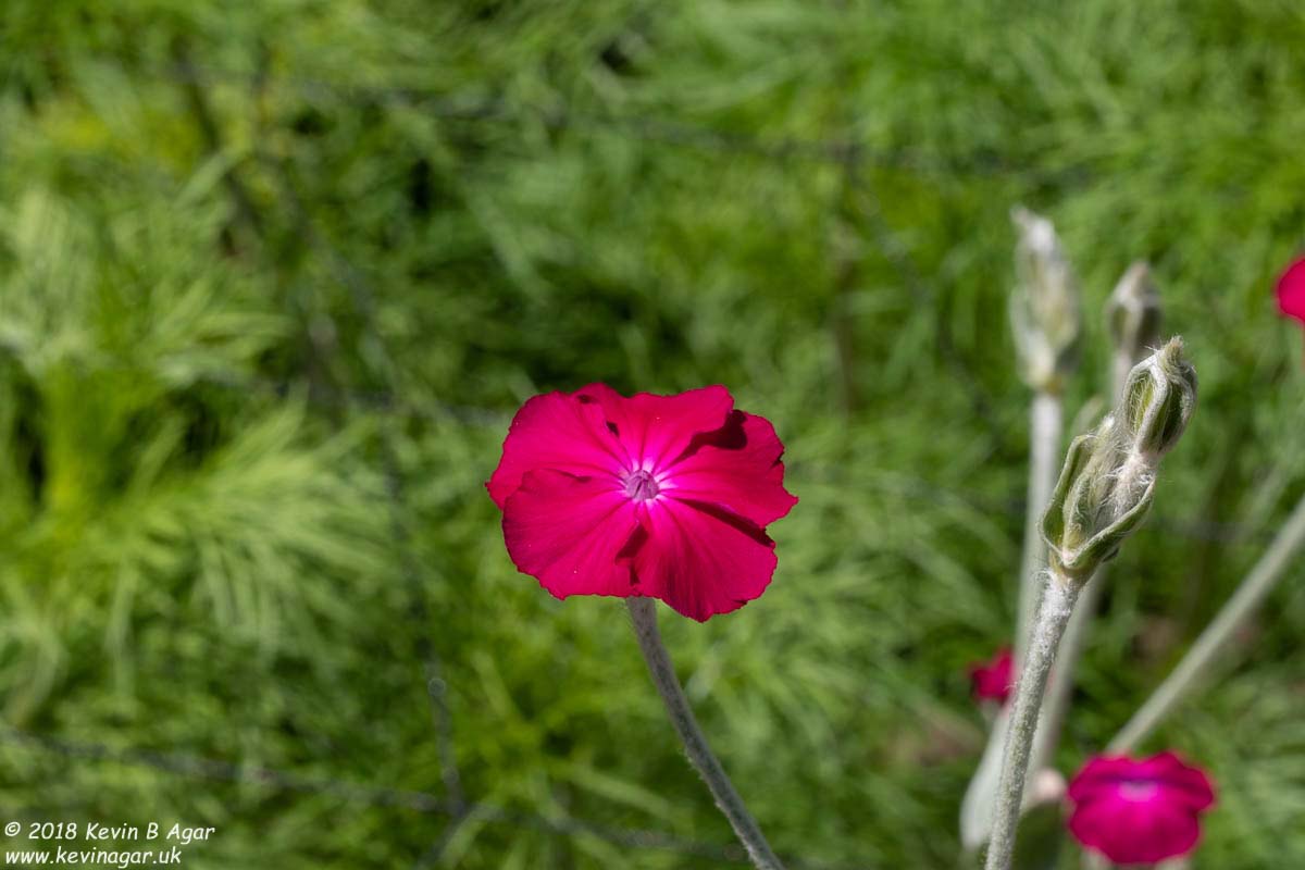 7D2_9713.jpg 7D2_9713.jpg