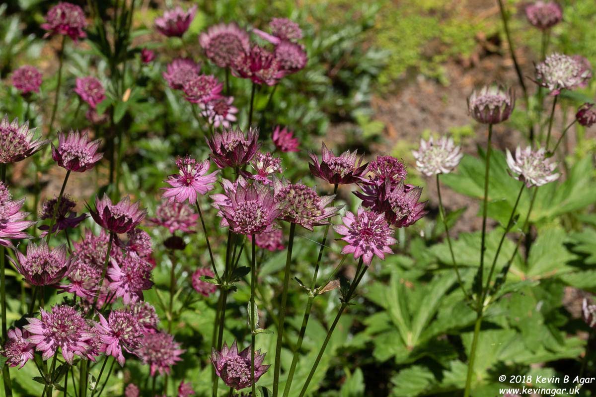 7D2_9723.jpg 7D2_9723.jpg