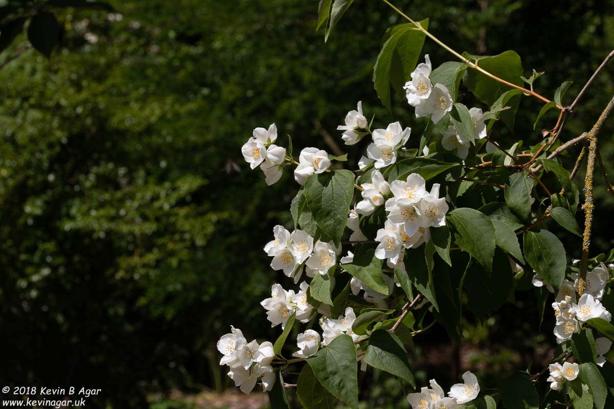 7D2_9725.jpg 7D2_9725.jpg