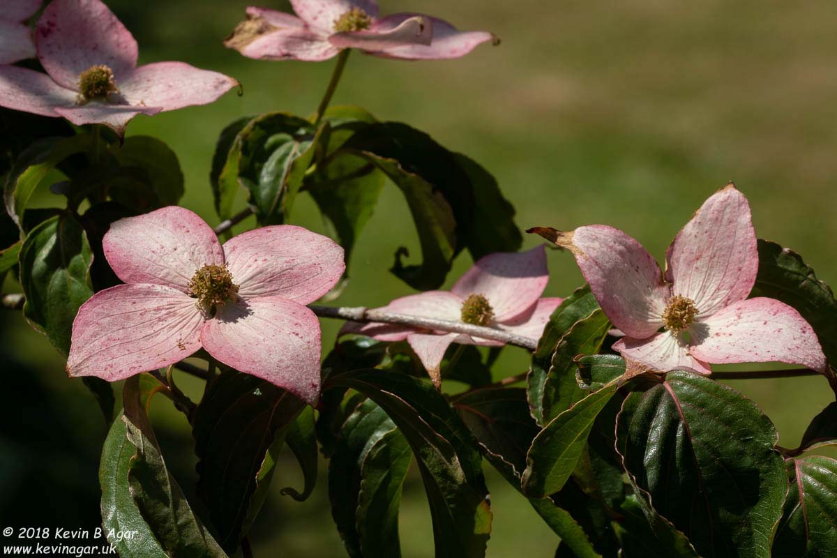 7D2_9726.jpg 7D2_9726.jpg