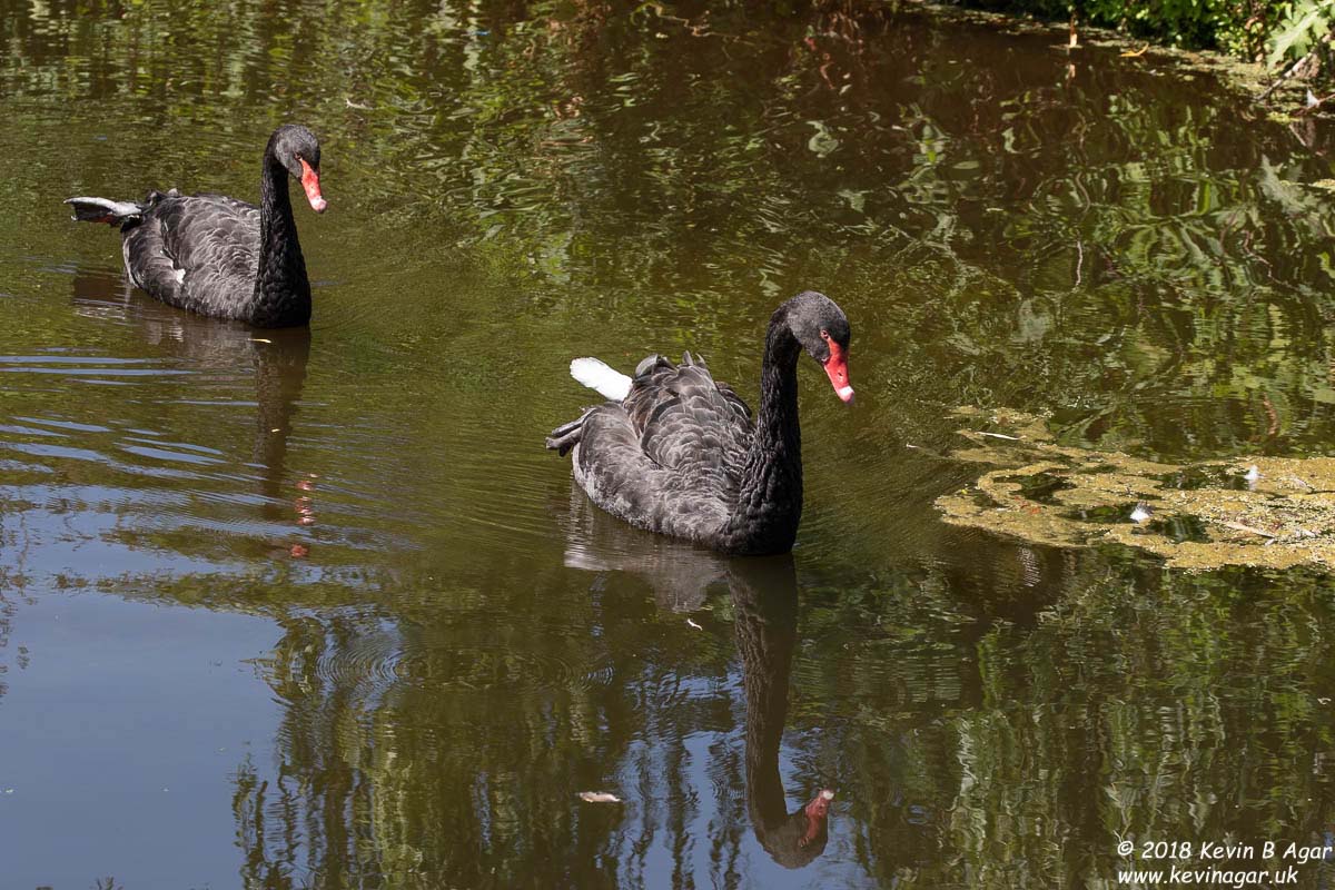 7D2_9729.jpg 7D2_9729.jpg