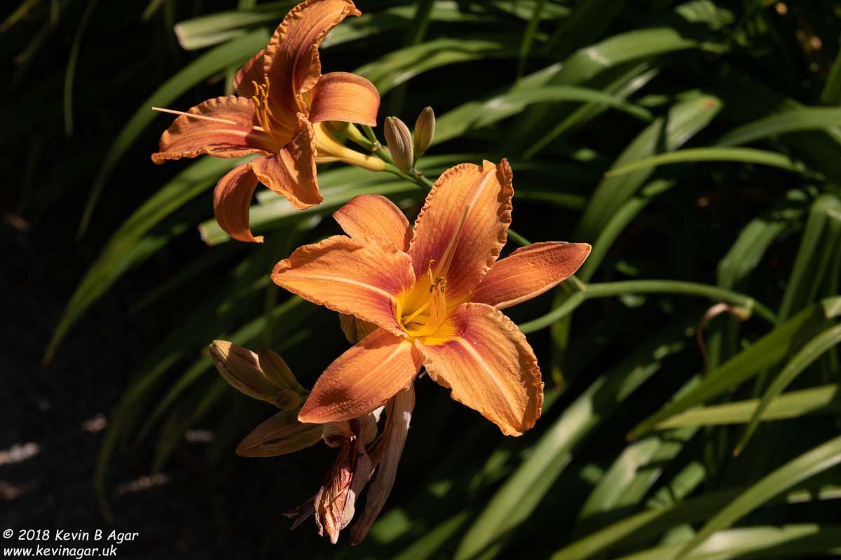 7D2_9735.jpg 7D2_9735.jpg