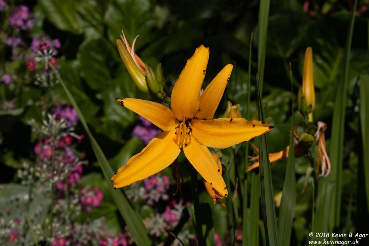 7D2_9736.jpg 7D2_9736.jpg