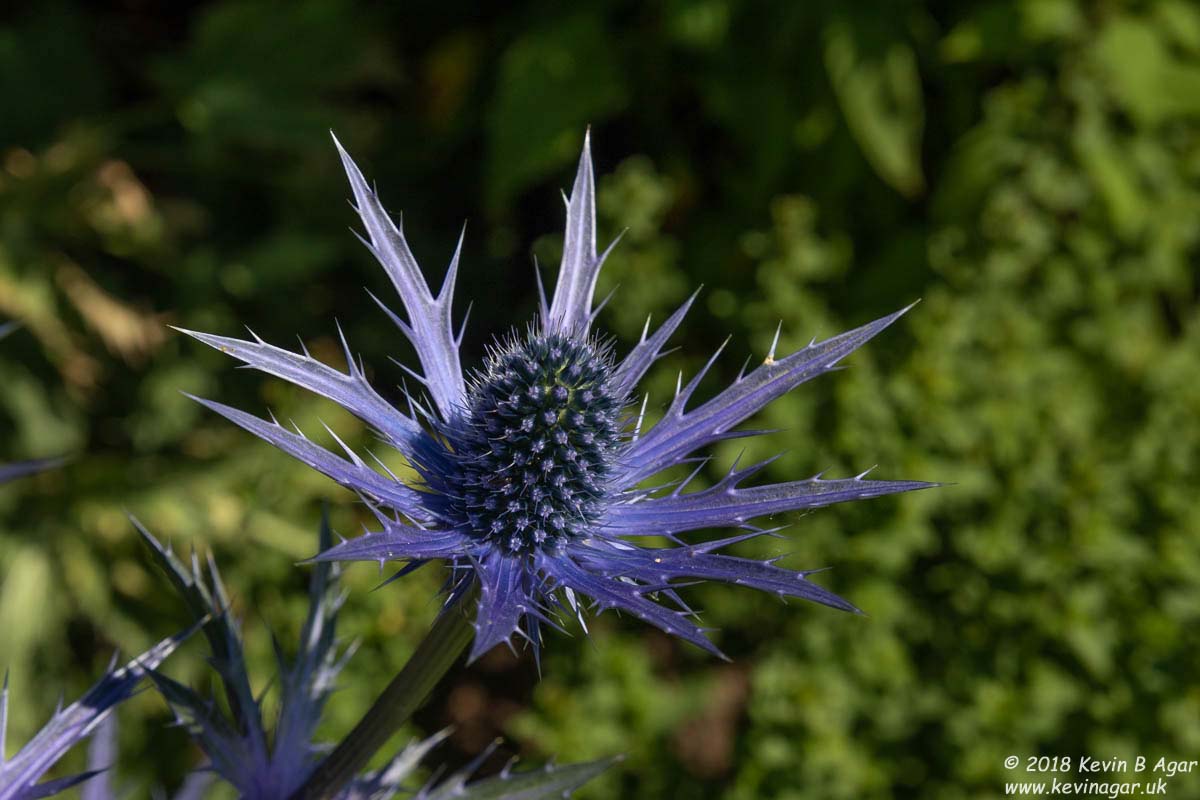 7D2_9746.jpg 7D2_9746.jpg