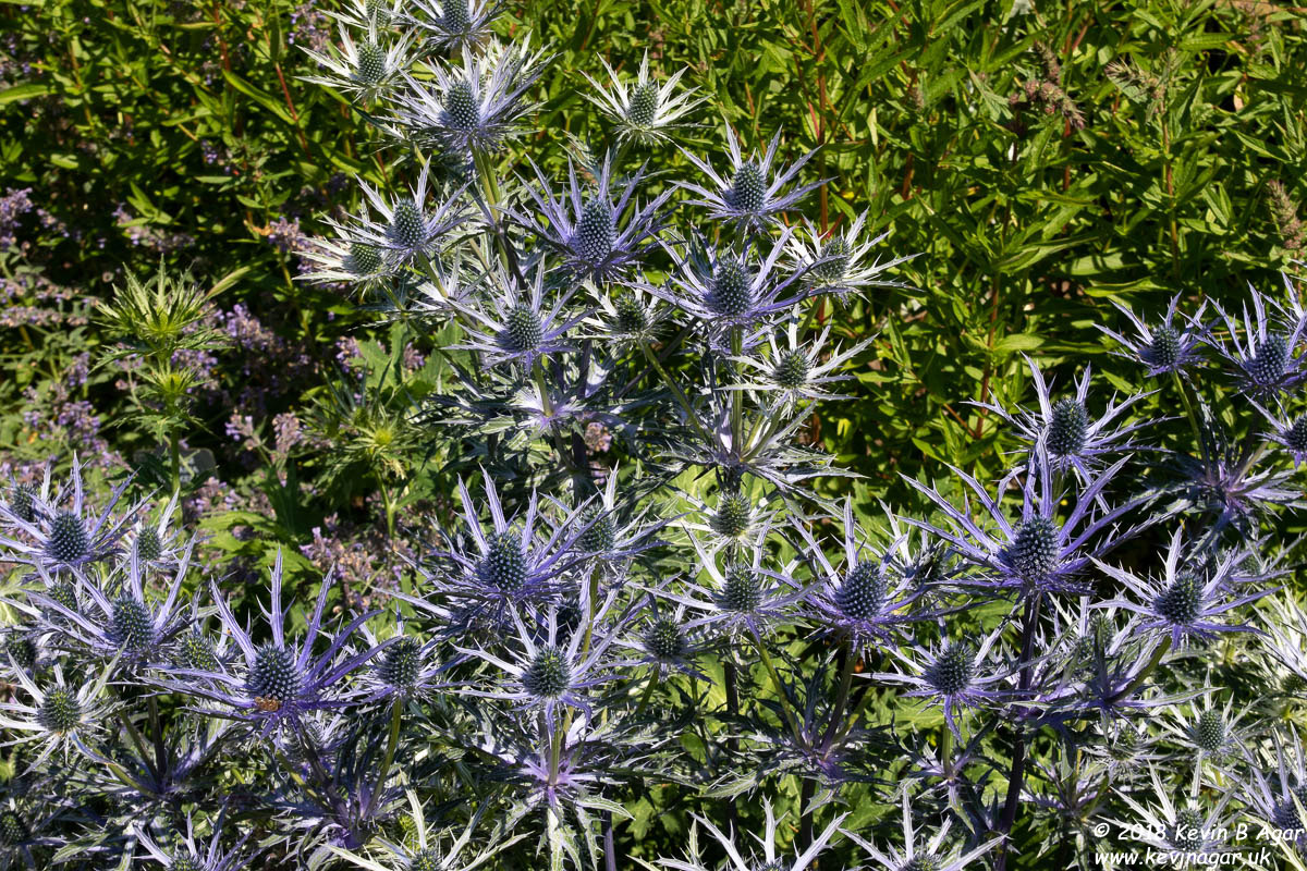 7D2_9754.jpg 7D2_9754.jpg