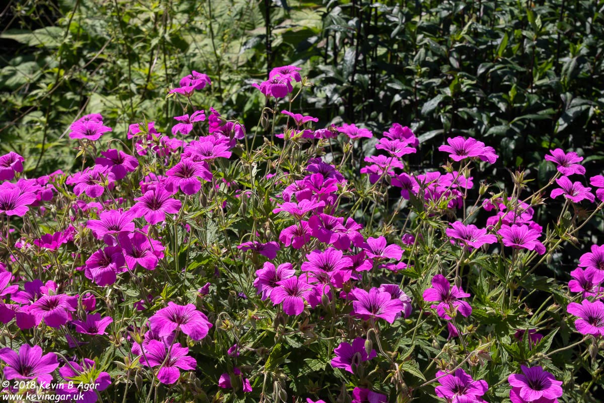 7D2_9755.jpg 7D2_9755.jpg