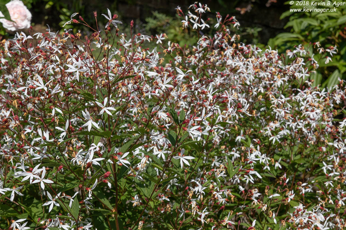 7D2_9758.jpg 7D2_9758.jpg