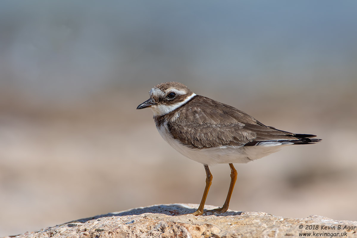 7D2_3730.jpg 7D2_3730.jpg