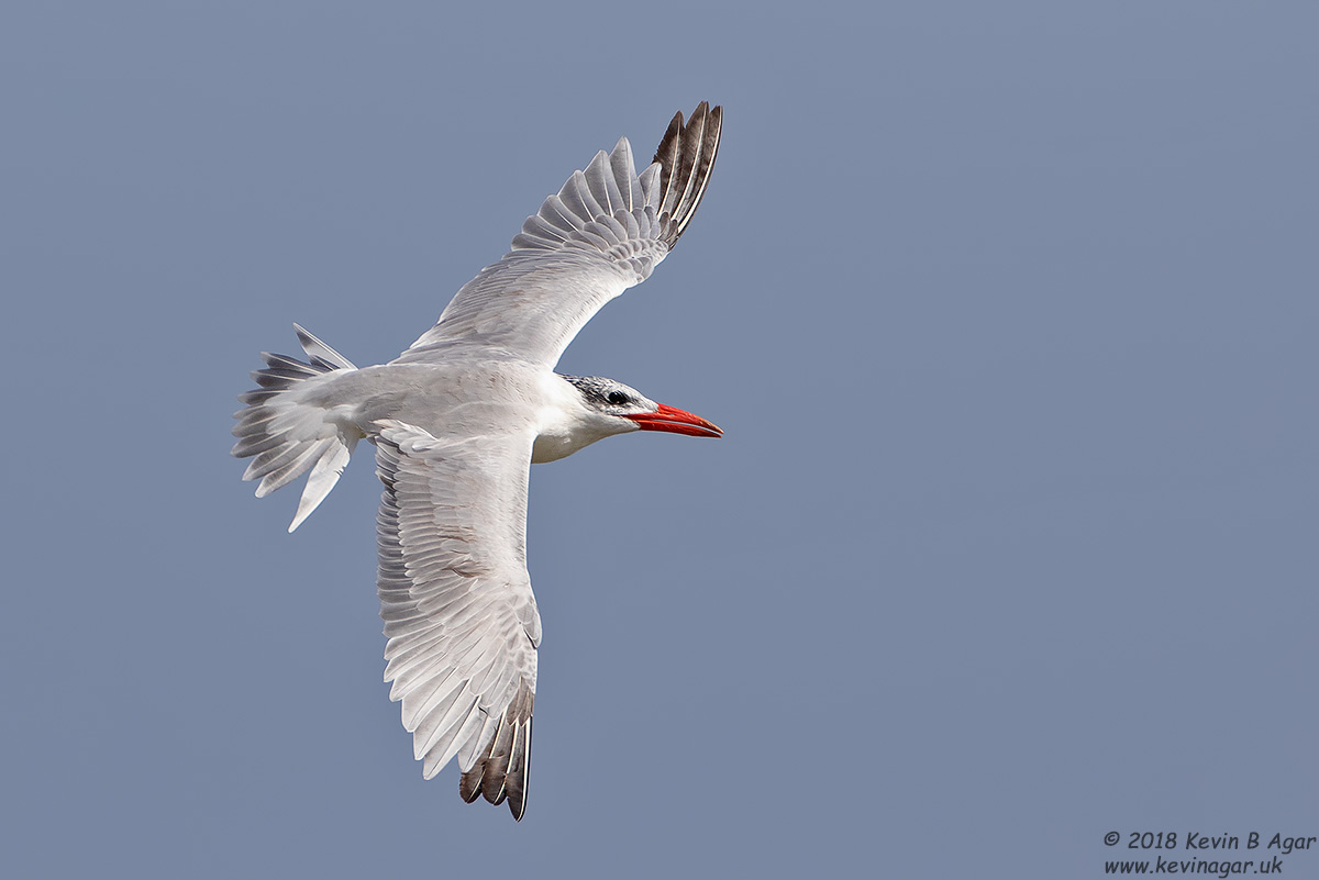 7D2_4474.jpg 7D2_4474.jpg